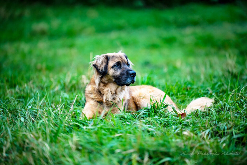 Tierfotografie in der Natur auf der Insel Rügen, ein schöner Hund im Porträt.