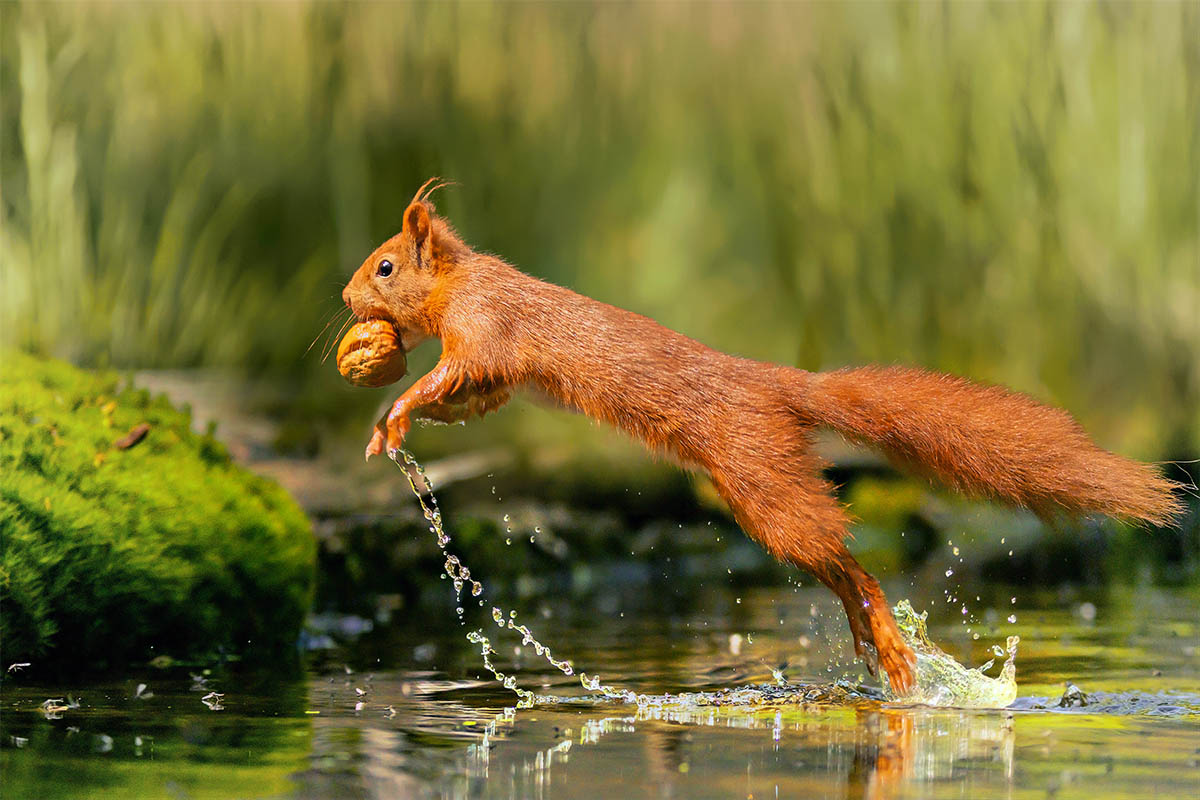 Eichhörnchen mit Walnuss hüpft über das Wasser - Tierfotografie mit dem Mazelle Photography Fotostudio® - Fotograf Mazelle Rügen Wildtiere fotografien