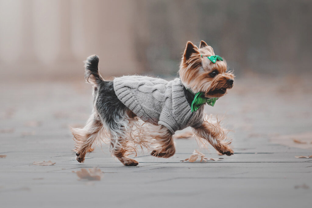 Hund spaziert auf der Insel Ruegen aufgenommen von Mazelle Photography Fotostudio®