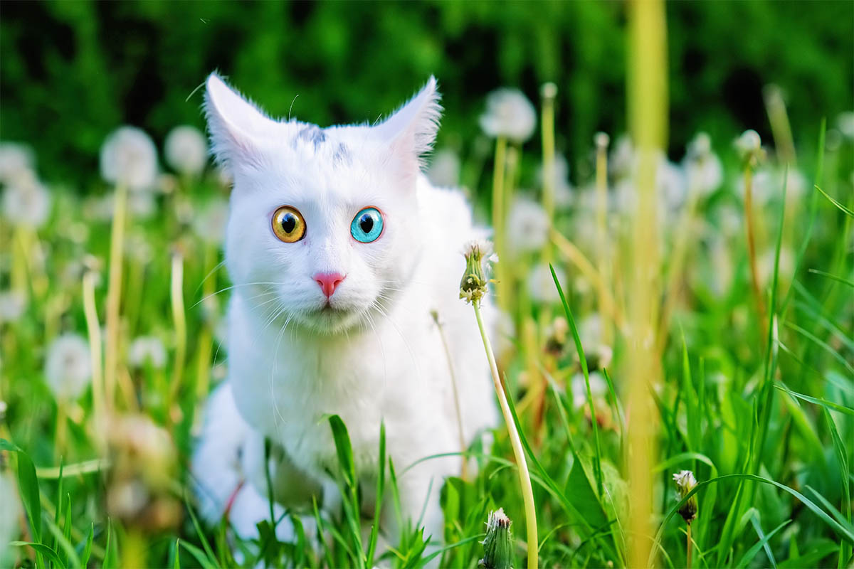 Türkische Angorakatze auf der Wiese ein Auge gelbgrün das andere blau - Tierfotografie mit dem Mazelle Photography Fotostudio® - Fotograf Mazelle Rügen Katzen fotografien. Fotoshooting mit dem Mazelle Photography Fotostudio®, dass heisst, das unser Fotograf dadurch sehr viel Ausdauer und Geduld für das Tierwohl mitbringen muss, um solche professionellen Fotografien von Tieren aufzunehmen.
