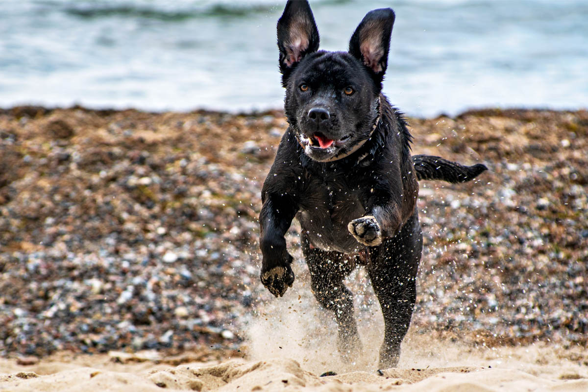 Lustiges Foto von einen Hund am Strand auf der Insel Rügen fotografiert von Fotografen Mazelle