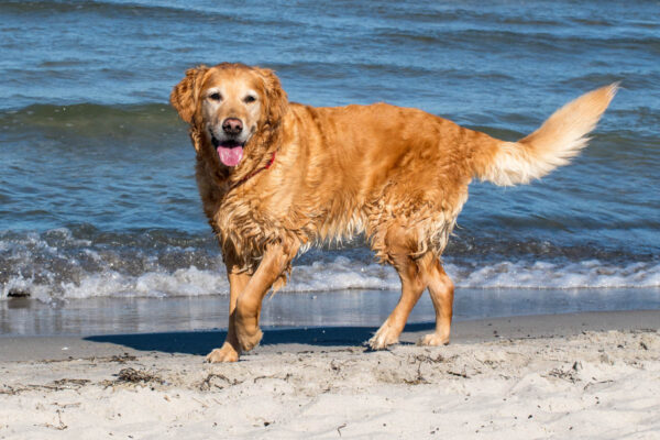 Tierfotografie und Porträtfotografie von Haustieren. Der Fotograf Mazelle mit einem Hund am Strand von Juliusruh auf der Insel Rügen. Copyright 2024 der Fotograf Magdalena Mazelle und Andreas Mazelle das Team vom Mazelle Photography Fotostudio®