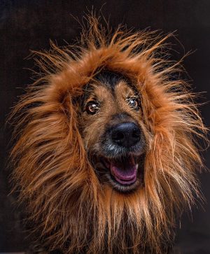 Tierfotografie- Hundefotografie mit dem Mazelle Photography Fotostudio® - Hund mit Löwenmähne
